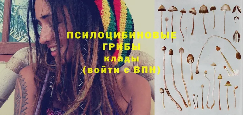 где можно купить   Велиж  Галлюциногенные грибы Cubensis 